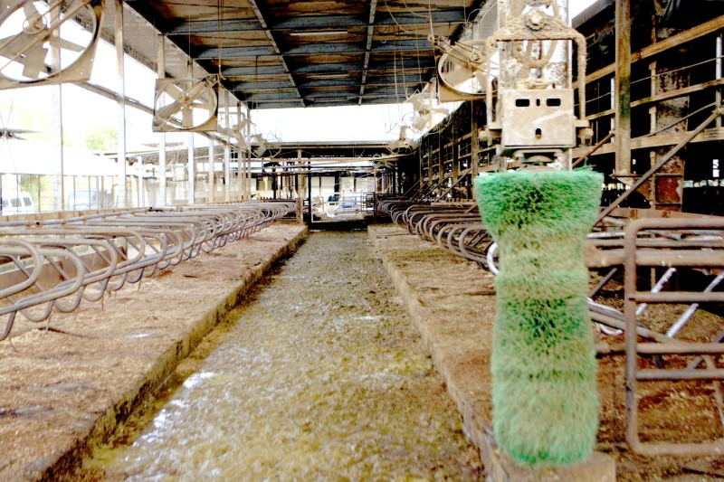 牛舎・馬房の清掃糞尿の片付けと敷料（わら・おがくず）の入れ替え。牧場バイトで最も体力を使う作業のひとつです。