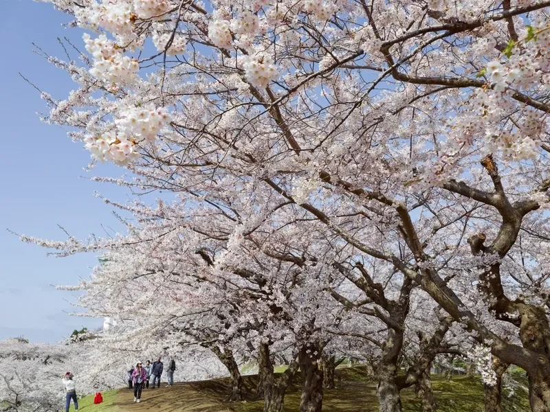 2. 春ならではの観光地の魅力を楽しめる！春は観光地が一気に賑わい始める季節！桜が咲き誇る温泉地、心地よい潮風が感じられる海辺、そして新緑が美しい山間部など、4月ならではの自然の美しさを楽しめます。観光地ならではの「季節限定イベント」や「ご当地グルメ」も楽しめるので、お仕事をしながら充実した時間を過ごせること間違いなし！