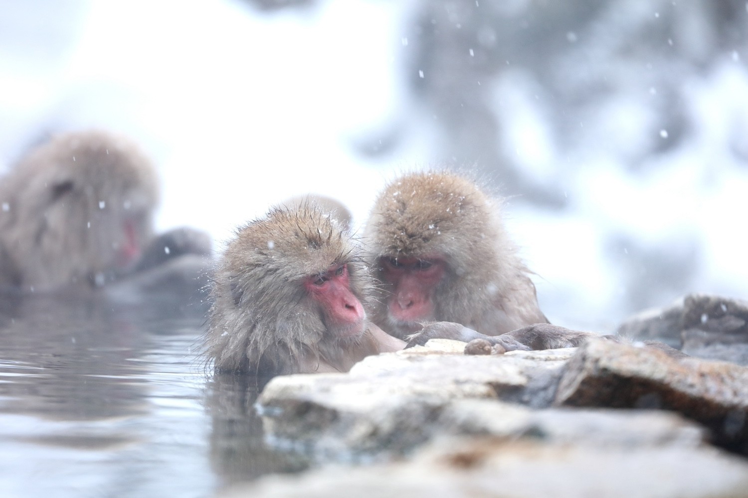 ▽冬特集▽雪景色の中の温泉、最高ですよね。