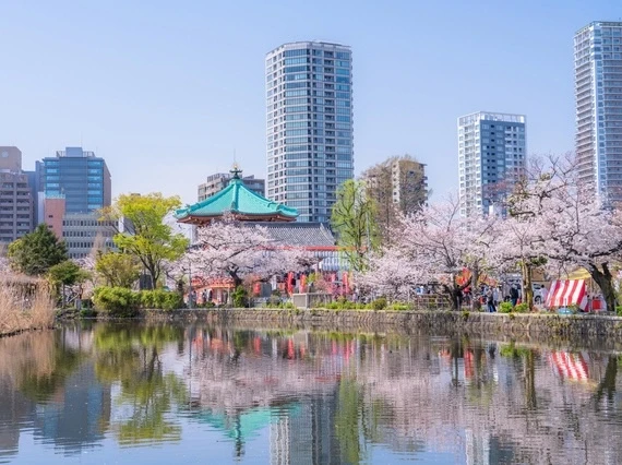東京・上野恩賜公園上野公園は都心にありながら、春には多くの桜が楽しめる場所です。桜の名所として有名です。