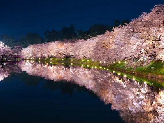 青森・弘前公園外濠の花筏（はないかだ）「死ぬまでに行きたい！世界の絶景」と近年話題。桜の絨毯（じゅうたん）とも呼ばれ、お濠が桜の花びらで埋め尽くされる光景はまさに絶景。