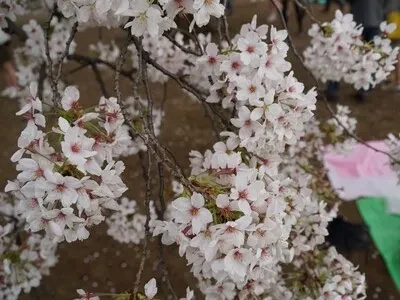 東京・上野恩賜公園上野公園は都心にありながら、春には多くの桜が楽しめる場所です。桜の名所として有名です。