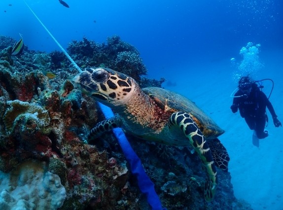 アクティビティを楽しむ自然と触れ合うアクティビティが豊富な宮古島。特におすすめなのがダイビングやシュノーケリングです。宮古島の海は透明度が高く、美しいサンゴ礁や多様な海洋生物を間近で見ることができます。初心者から上級者まで、誰でも楽しめるコースが用意されているので初めての方でも安心です。