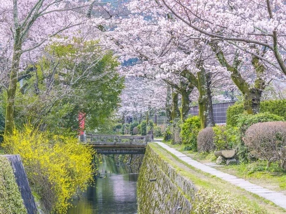 京都・哲学の道春には桜並木が美しく、歩道を彩ります。特に桜のトンネルが有名です。