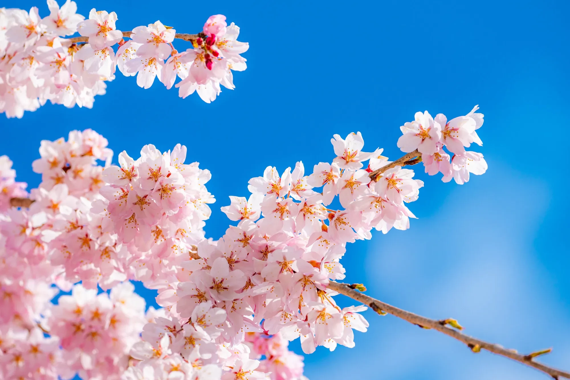 春特集日本の春の魅力を再発見