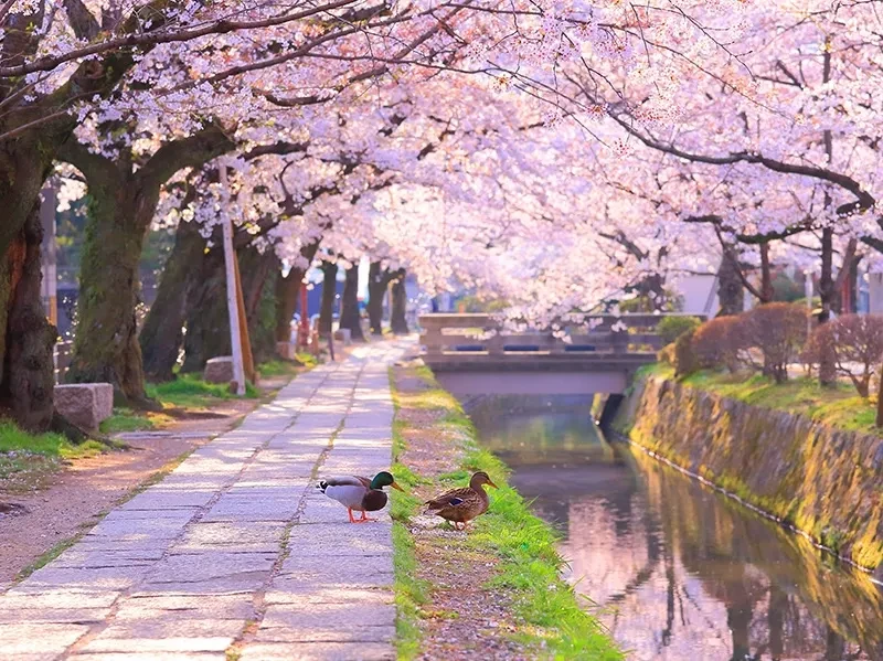 京都・哲学の道春には桜並木が美しく、歩道を彩ります。特に桜のトンネルが有名です。
🌸桜の見頃の時期：3月下旬～4月上旬頃にかけて、