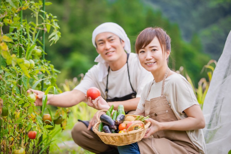 収穫野菜や果物をタイミングを見極めて手作業で収穫。傷をつけないよう丁寧な作業が求められます