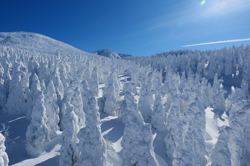 蔵王の樹氷（山形）雪と氷に覆われた木々が「スノーモンスター」に姿を変える、冬だけの絶景