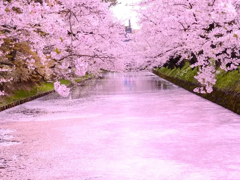 青森・弘前公園外濠の花筏（はないかだ）「死ぬまでに行きたい！世界の絶景」と近年話題。桜の絨毯（じゅうたん）とも呼ばれ、お濠が桜の花びらで埋め尽くされる光景はまさに絶景。