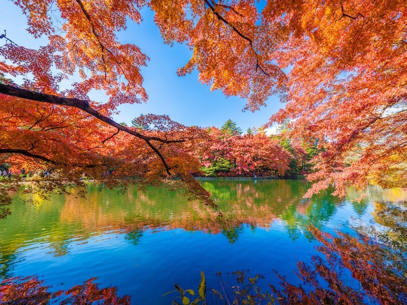 雲場池雲場池は、「スワンレイク」の愛称で親しまれる美しい池です。紅葉の名所としても有名で、秋には美しい紅葉が池に映り込み、絶景を楽しめます。周囲には遊歩道が整備されており、ゆったりとした散策を楽しむことができます。
