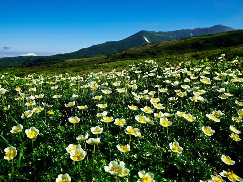 大雪山（たいせつざん）／北海道標高：2,291メートル（旭岳）
特徴：広大な山岳地帯で、多くの登山ルートがあり、夏でも涼しい気候が楽しめます。